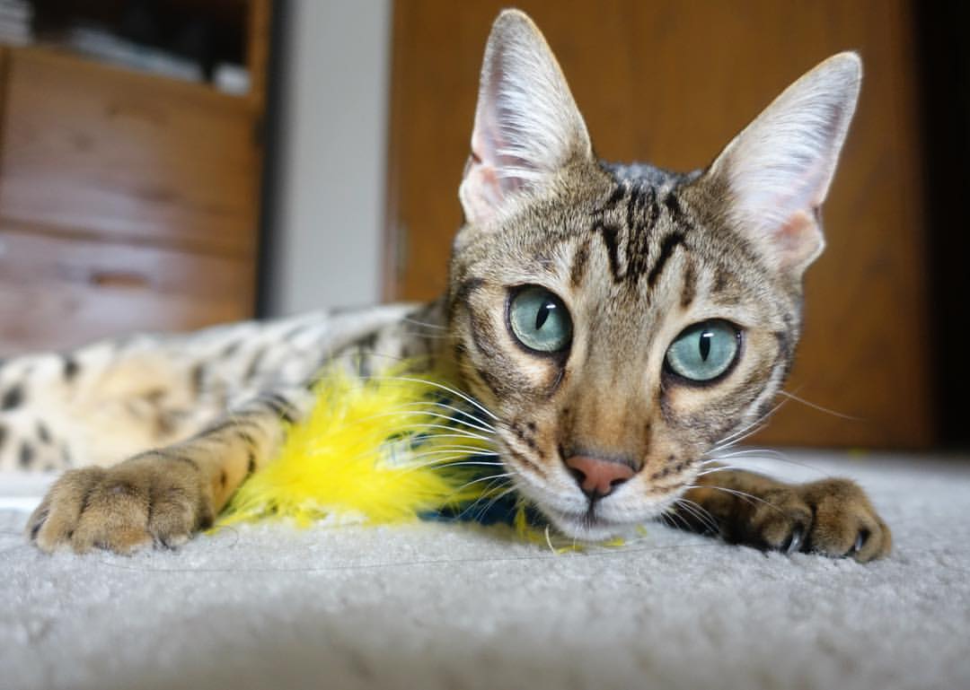 塞内加尔队在巴黎奥运会比赛中多次通过二次进攻得分,塞内加尔奥运会出场顺序